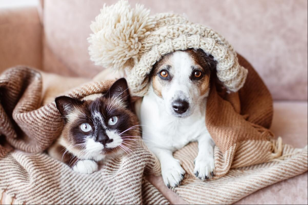 O inverno pode influenciar diretamente o apetite, o humor, a pele e o sistema imunológico dos pets
